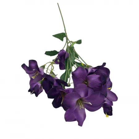 Fir ranunculus 20.24 [2]