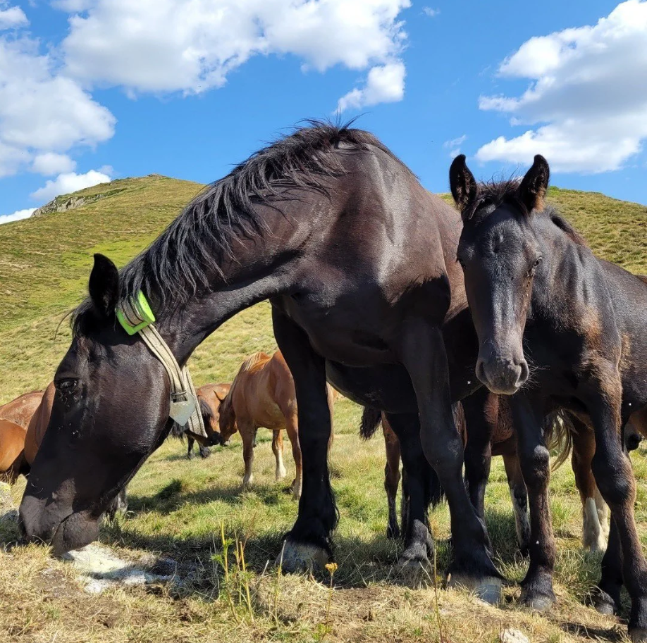 DigiAnimal GPS nyakörv állatok nyomon követésére és helymeghatározására [2]