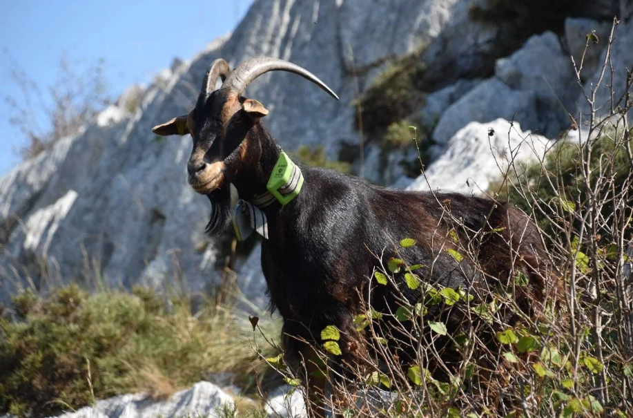 DigiAnimal GPS nyakörv állatok nyomon követésére és helymeghatározására [7]