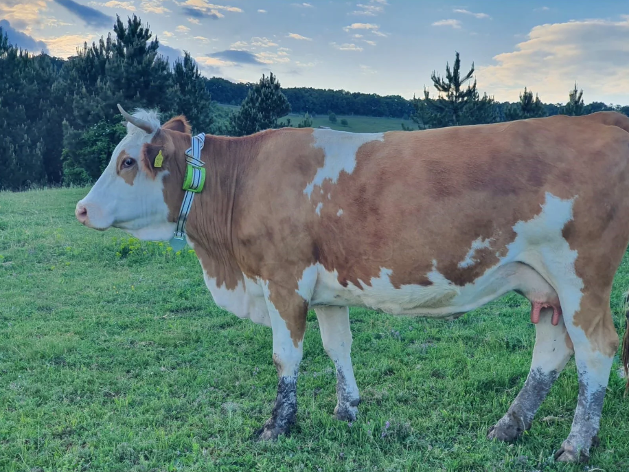 DigiAnimal GPS nyakörv állatok nyomon követésére és helymeghatározására [11]
