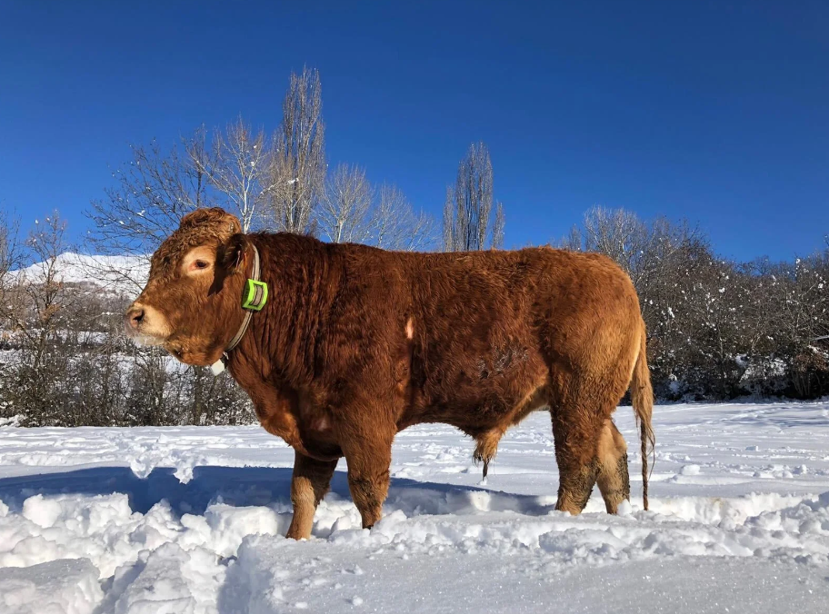 DigiAnimal GPS nyakörv állatok nyomon követésére és helymeghatározására [10]
