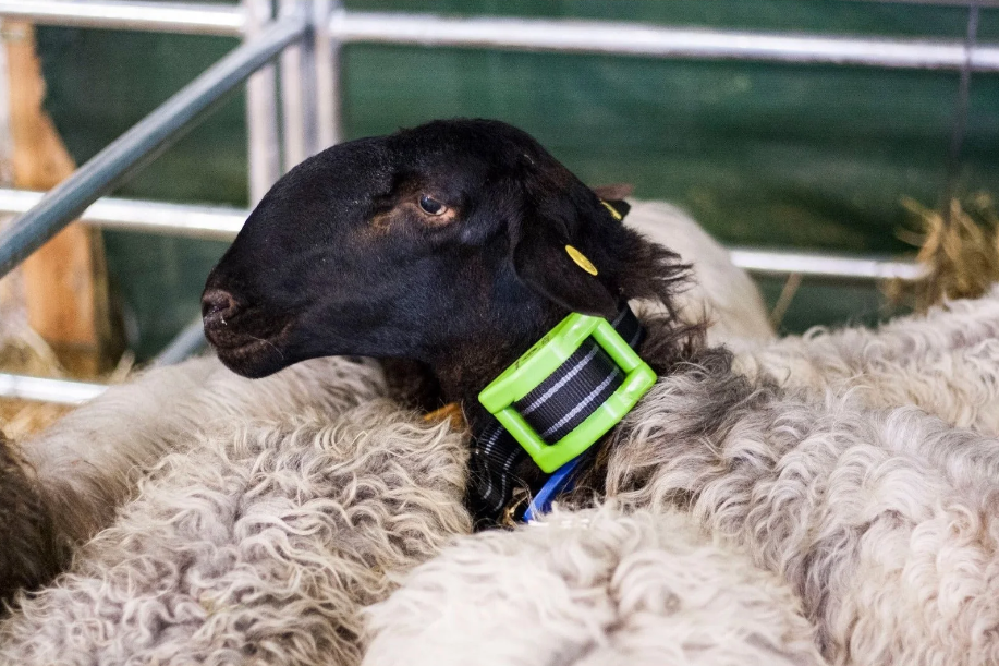 DigiAnimal GPS nyakörv állatok nyomon követésére és helymeghatározására [6]