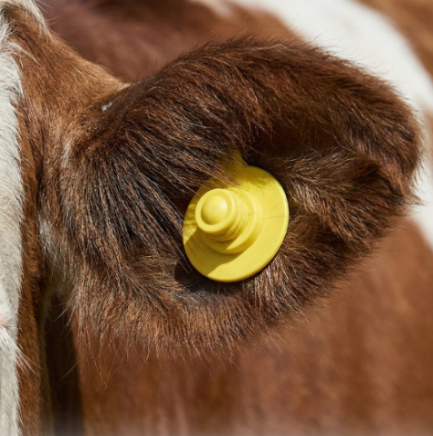 Állatjelölés - Bouton + Bouton szarvasmarha-füljelző, sárga – 20 darab