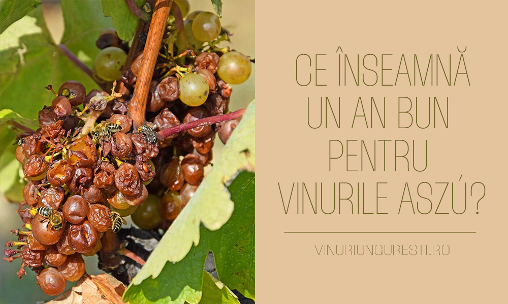 Ce înseamnă un an bun pentru vinurile Aszú?