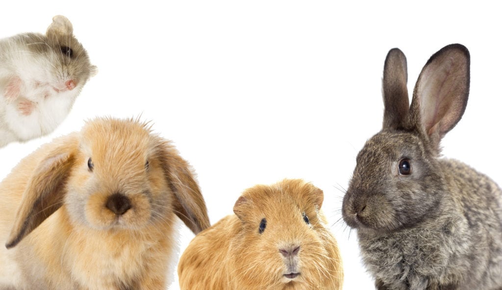 Top 7 animale de companie mici potrivite pentru copii