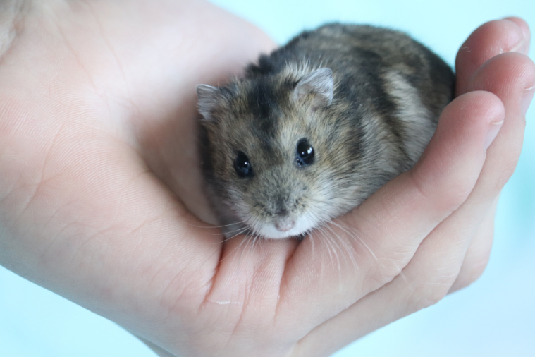 Hamsterii - Prietenii de talie mică care aduc bucurie în casă
