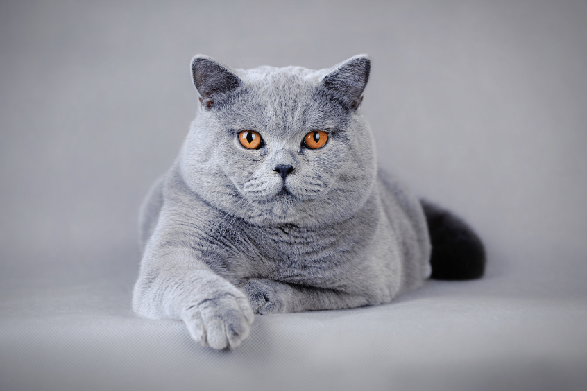 Ghid complet pentru îngrijirea pisicilor British Shorthair
