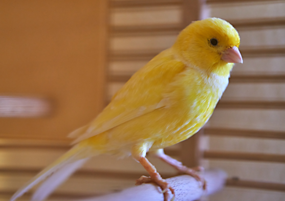 Canari - Prieteni inaripati cu o melodie dulce