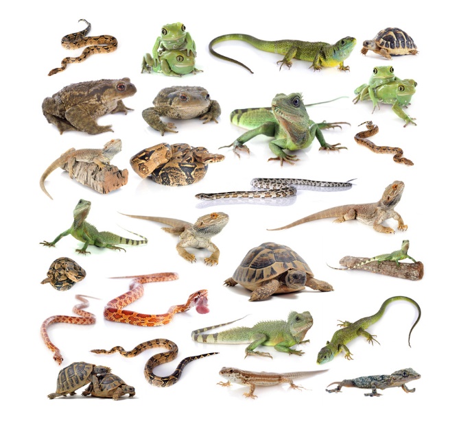 Cele mai bune reptile de companie: 7 specii fascinante