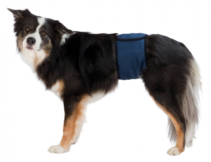 Banda (Incontinenta Urinara) Pentru Caini Masculi, XL: 65-75 cm, Albastru, 23665 [8]