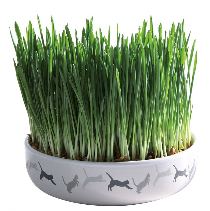 Bol Ceramic Cu Seminte De Orz Pentru Iarba, 15x45 cm/50 g, 42341 [2]
