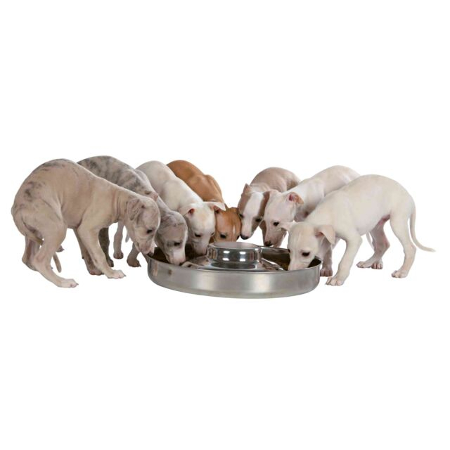 Castron Inox Pentru Caini Juniori (Puppy), 1.4 l/29 cm, 25281 [2]