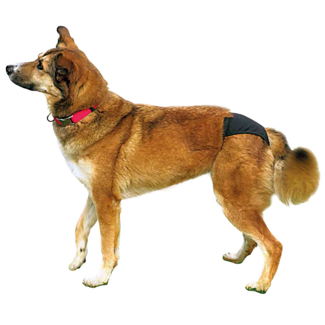 Chiloti Protectivi Pentru Caini, S-M: 32-39 cm, Negru 23492	 [7]