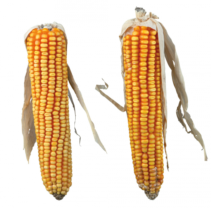 Stiuleti De Porumb, Pentru Rozatoare, 2 buc./250 g, 60288	 [2]