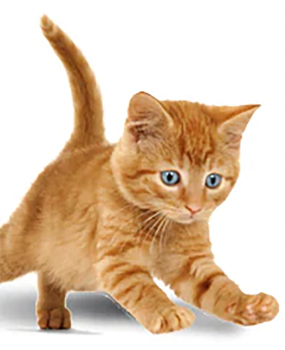 Hrana uscata pentru pisici Friskies Junior, Pui & Legume, 1.5Kg [3]