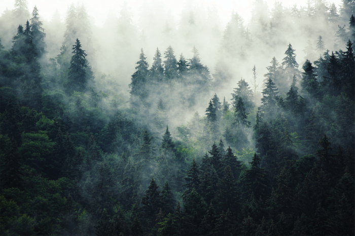 Tapet Cold Morning [3]