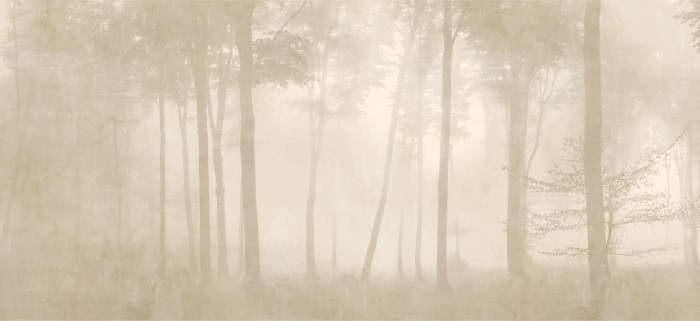 Tapet Foggy Forest [3]