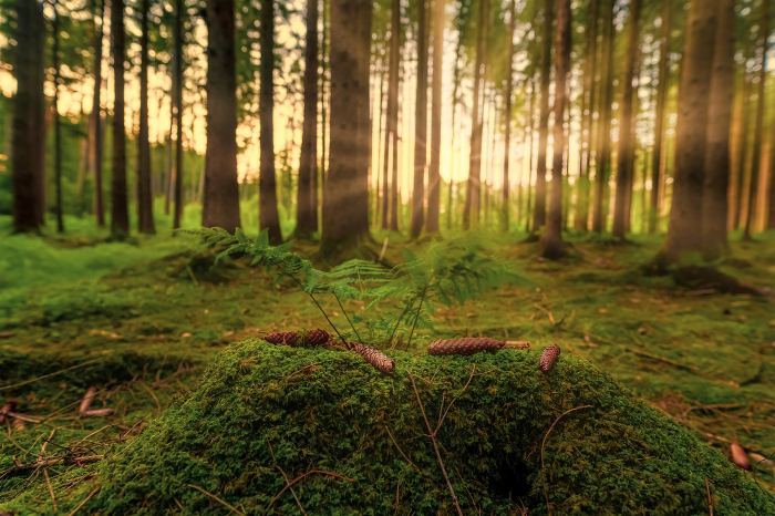 Tapet Sunny Forest [3]