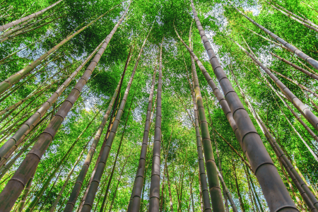 Tapet Bamboo Trees [2]