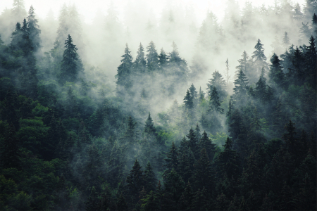 Tapet Cold Morning [2]