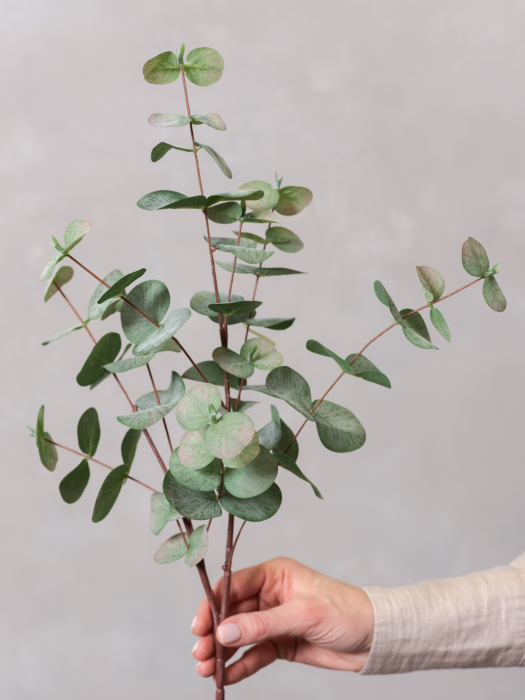 Blush Eucalyptus [3]