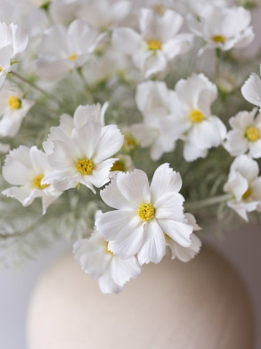 Cosmos Flower alba [8]