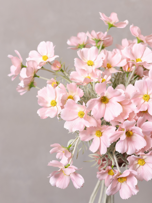 Cosmos Flower roz [5]
