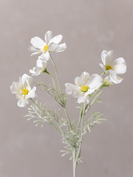 Cosmos Flower alba [3]