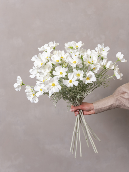 Cosmos Flower alba [2]