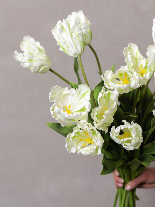 White Parrot Tulip [4]