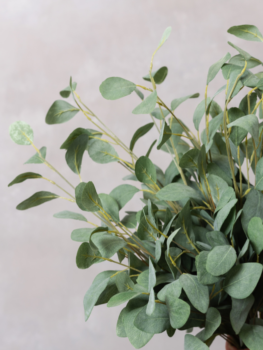 Eucalyptus Populus [5]