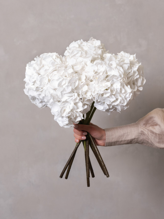 White Hydrangea [2]