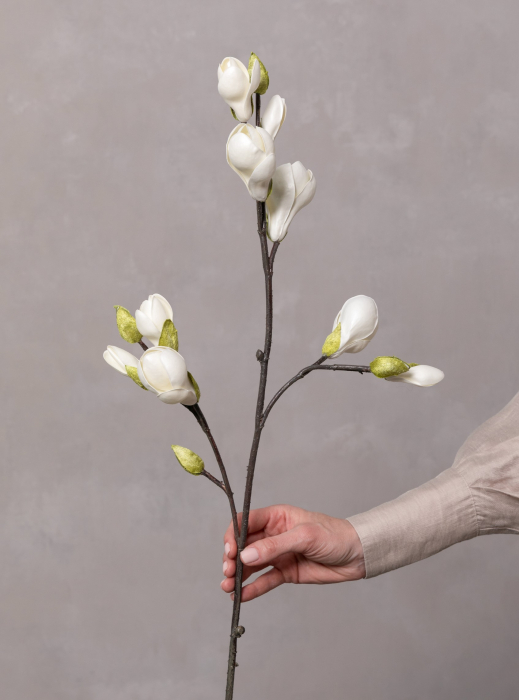 Magnolia [4]