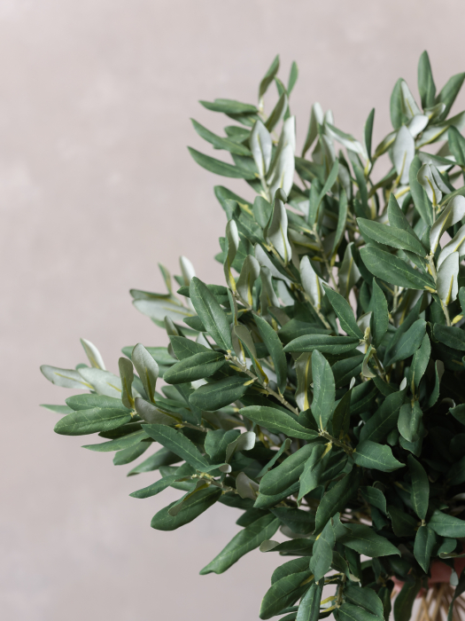 Olive [6]