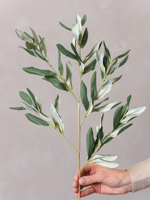 Olive [4]
