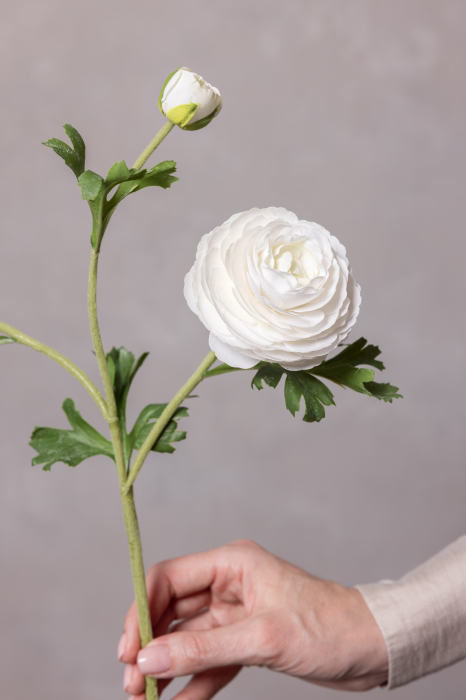 Ranunculus alb (3 flori) [3]