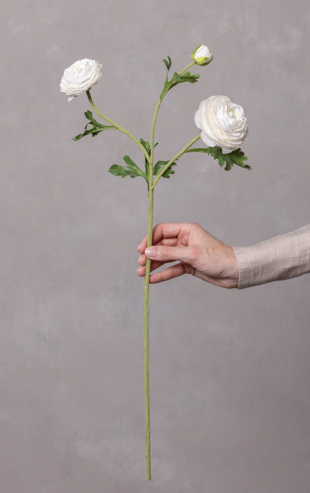Ranunculus alb (3 flori) [1]