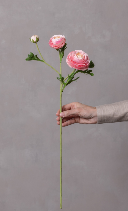 Pink Ranunculus (3 buds) [8]