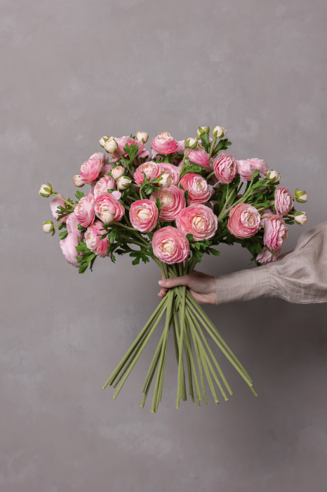 Pink Ranunculus (3 buds) [3]