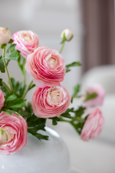 Pink Ranunculus (3 buds) [2]