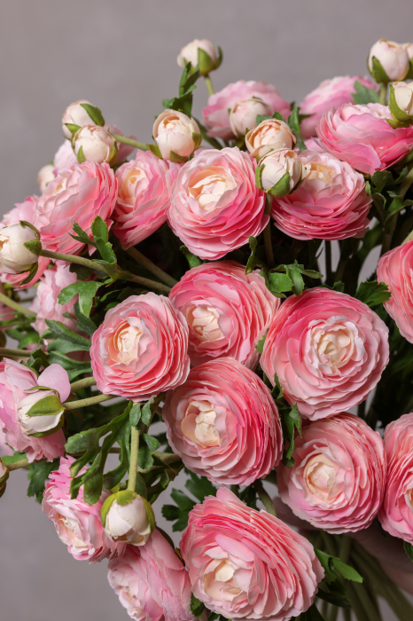 Pink Ranunculus (3 buds) [6]