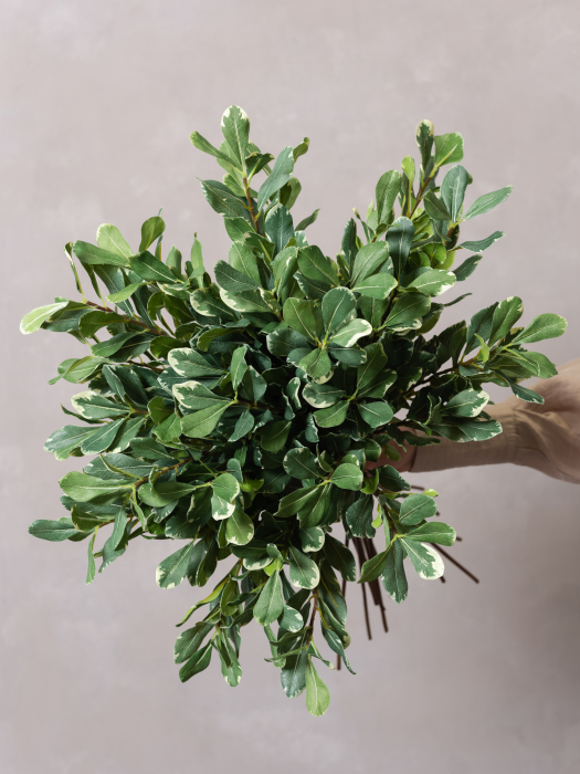 Pittosporum [4]