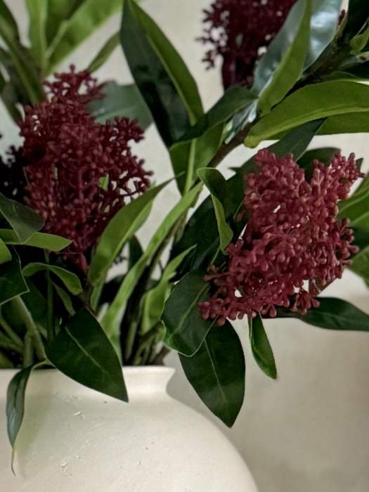Skimmia Flower [2]