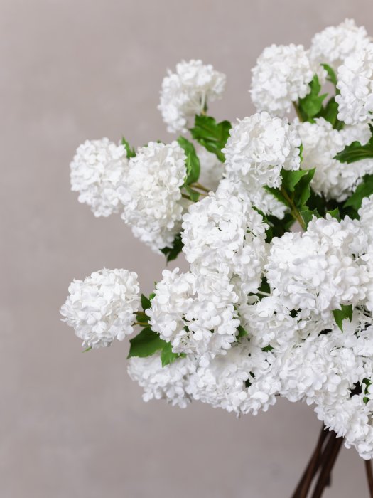 Viburnum alb [5]