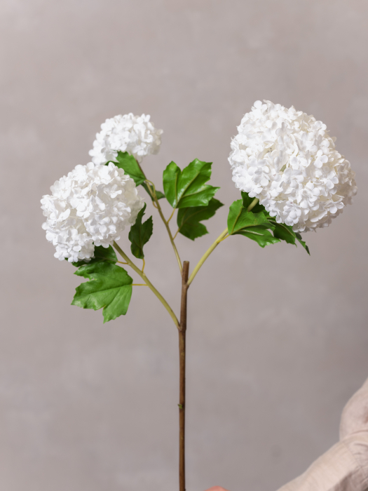 Viburnum alb [3]
