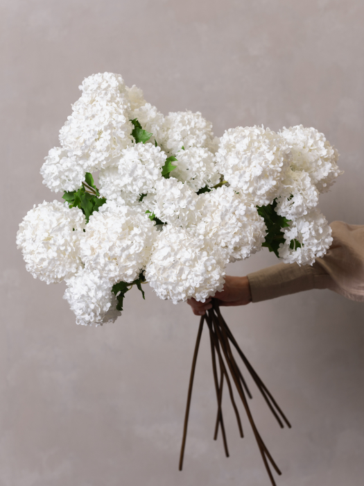 Viburnum alb [4]
