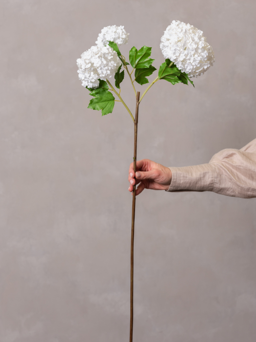 Viburnum alb [1]