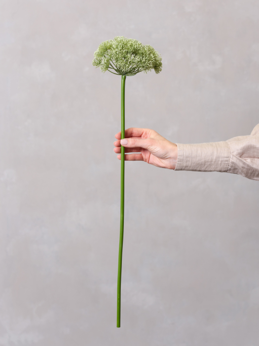 Allium [1]