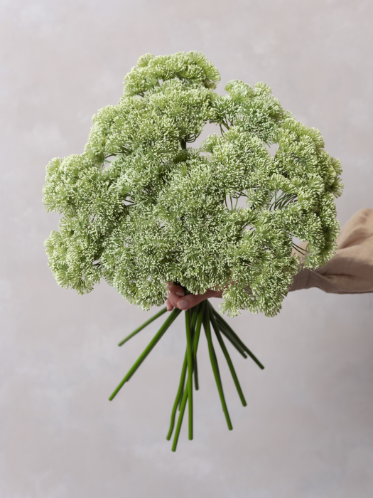 Allium [4]
