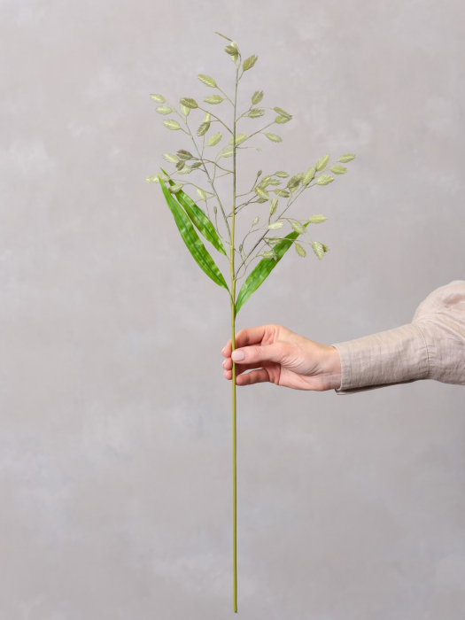 Wild Oat Grass [3]
